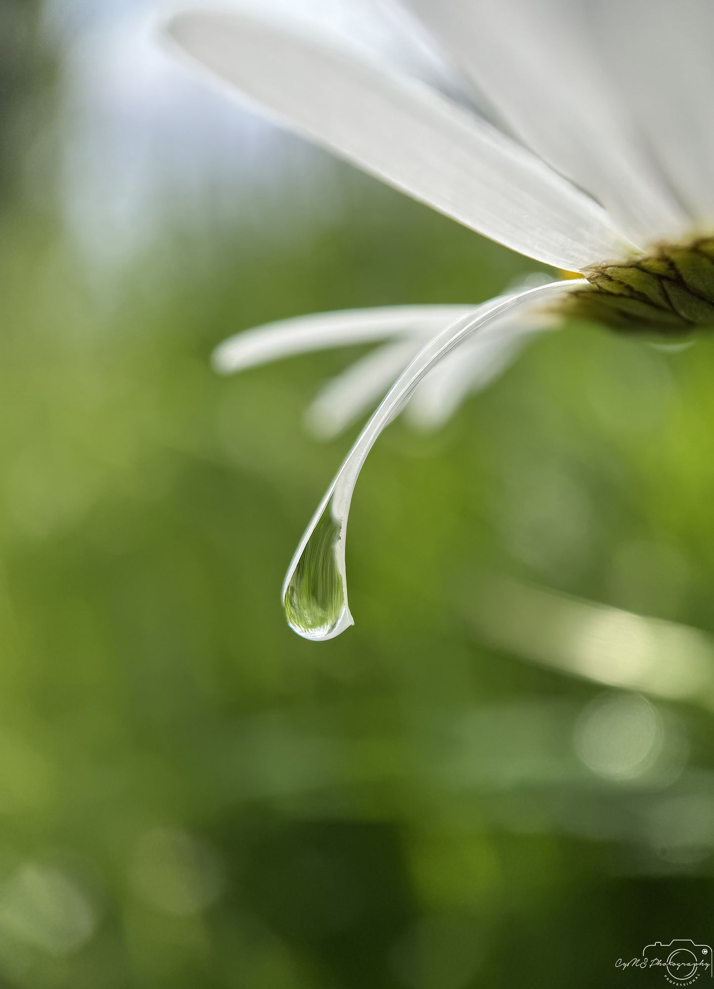 Nature Photography - Superb Droplet V768
