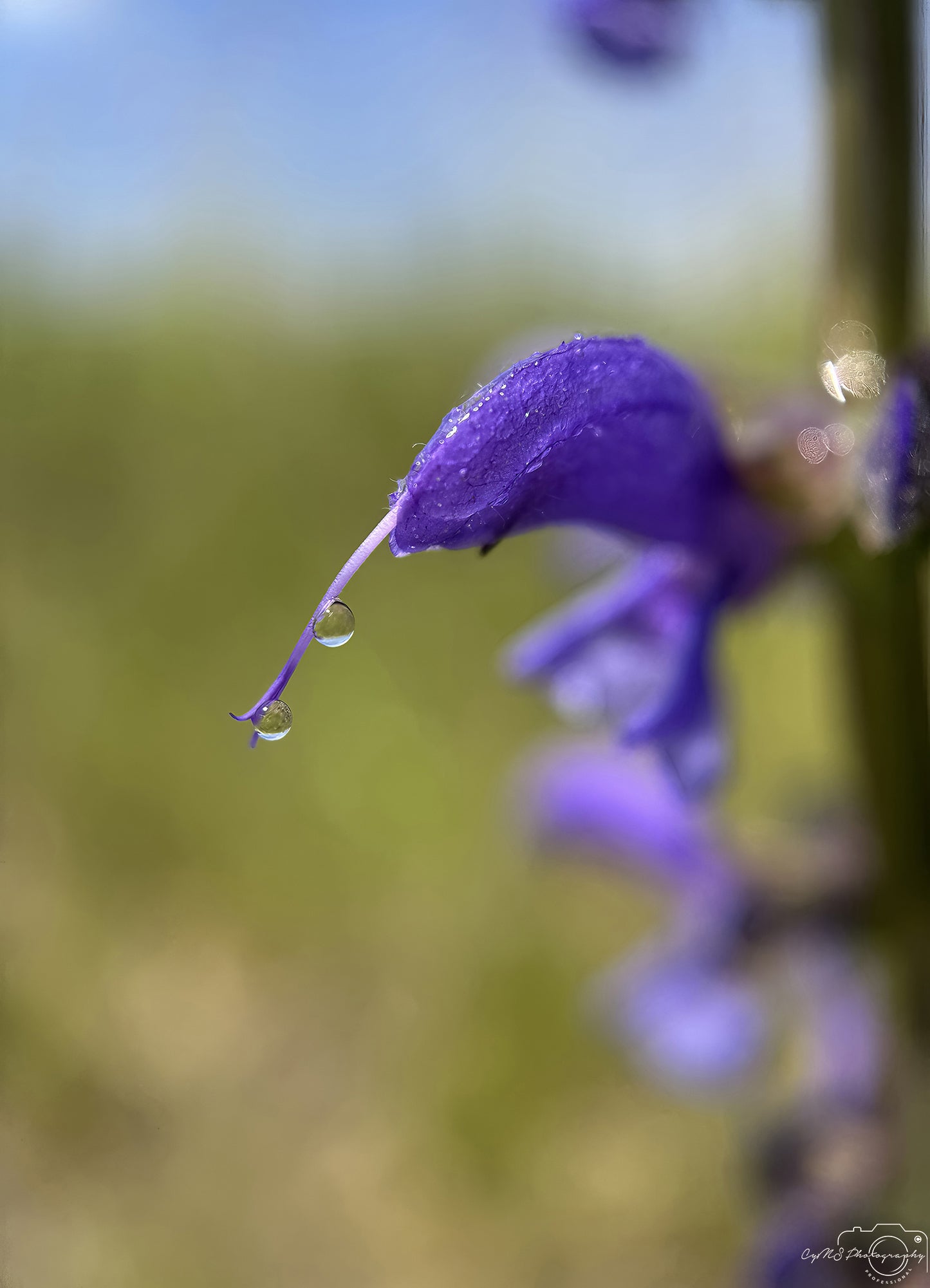 Nature Photography - Superb Droplet V772
