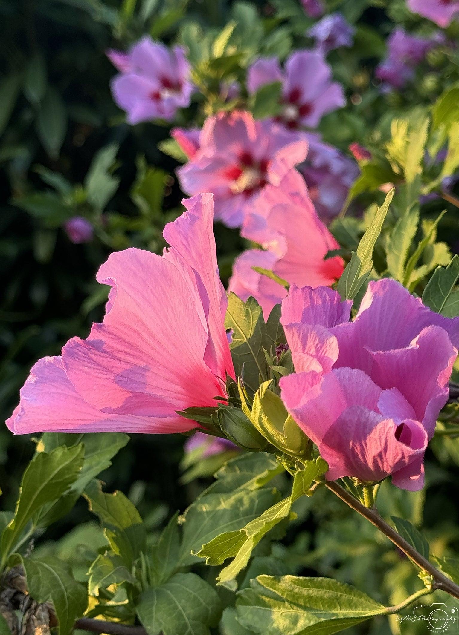 Flower_022 - Superbpictures
