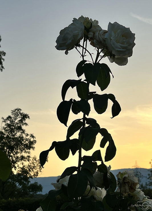 Flower_191 - Superbpictures
