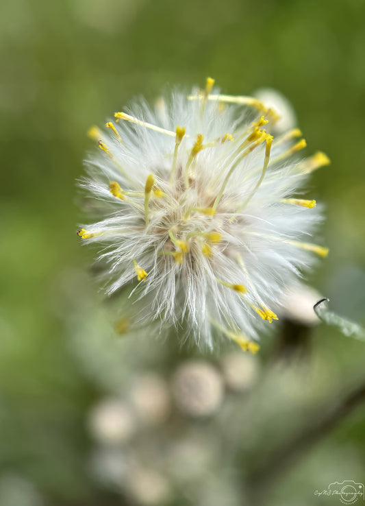 Flower_222