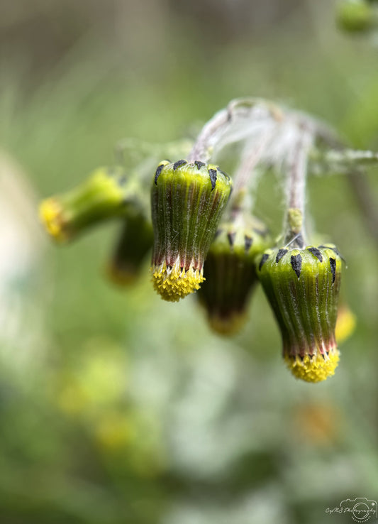 Flower_223