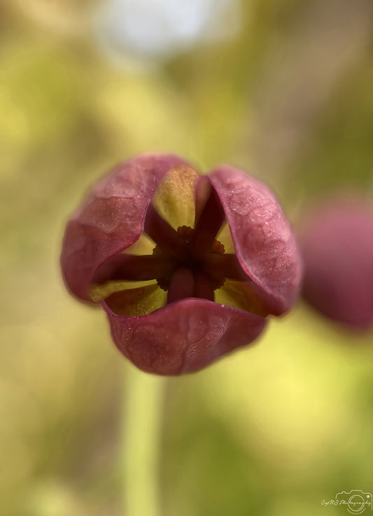 Flower_224