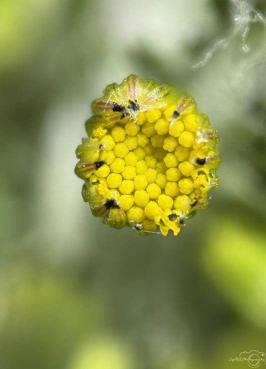 Flower_225