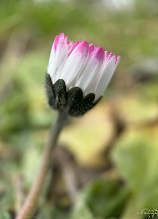 Flower_226