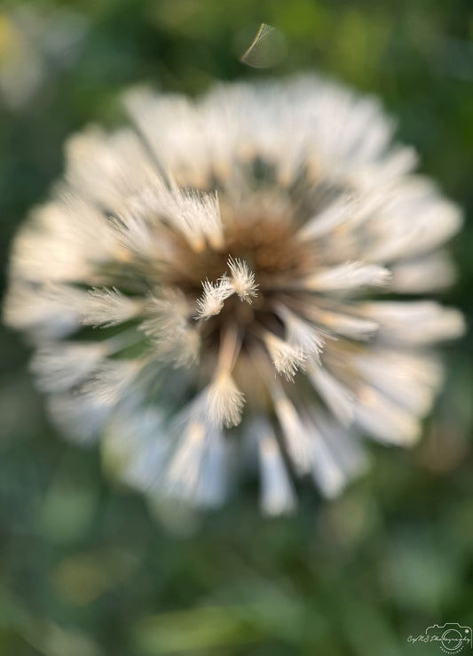 Flower_227