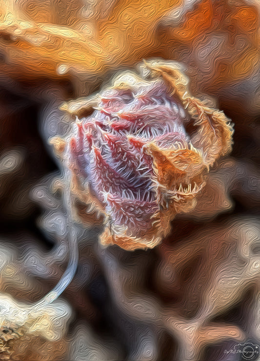 Digital Oil Painting - Superb Flower V229