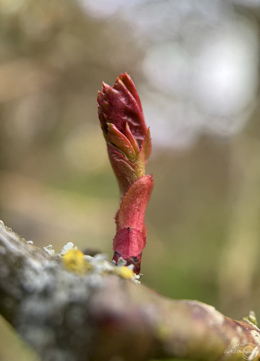 Flower_230