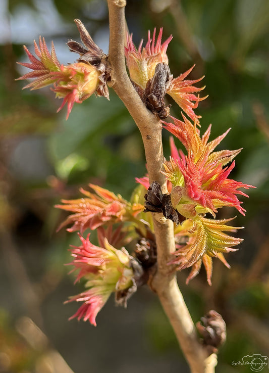 Flower_231