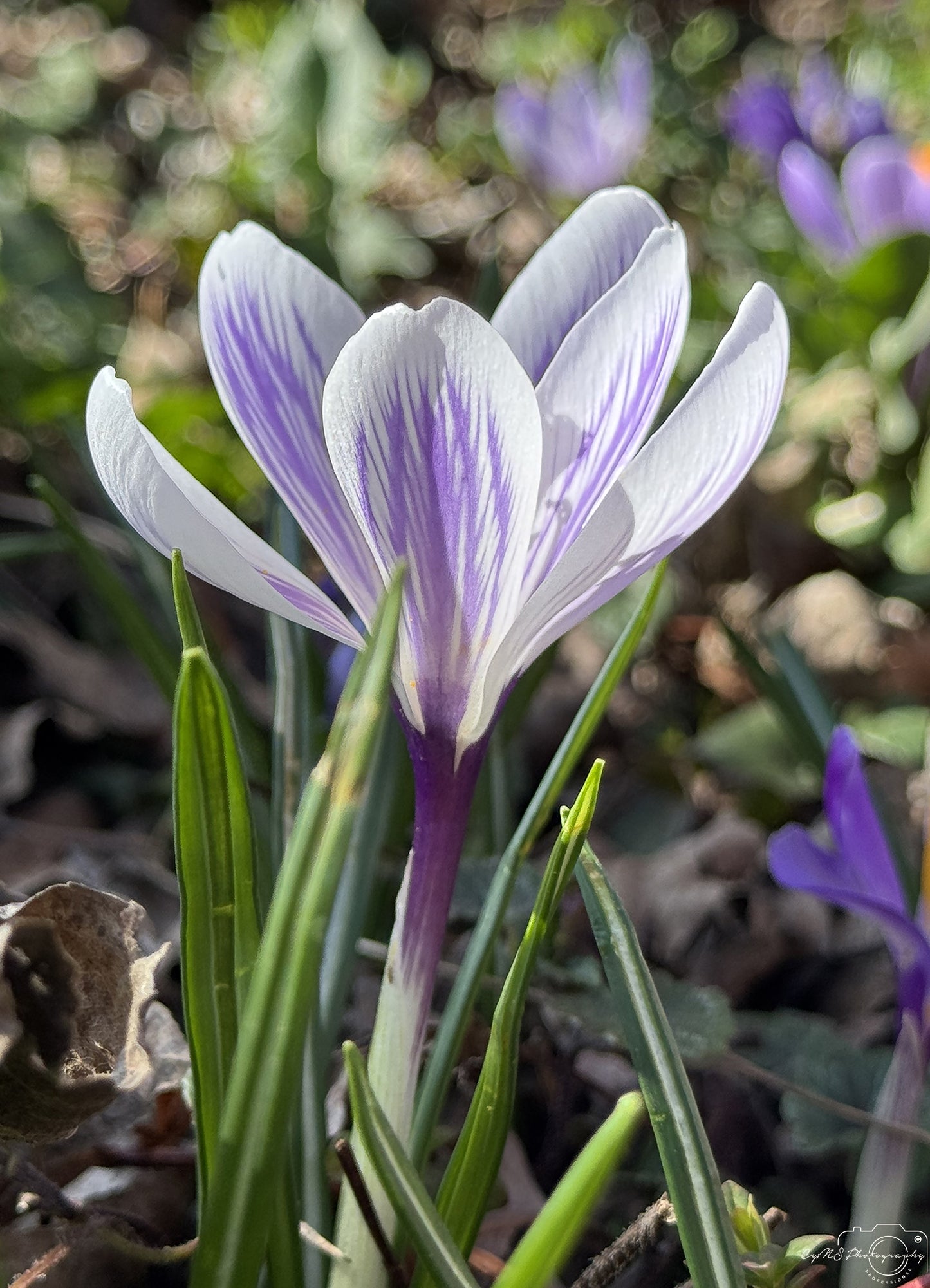 Flower_232