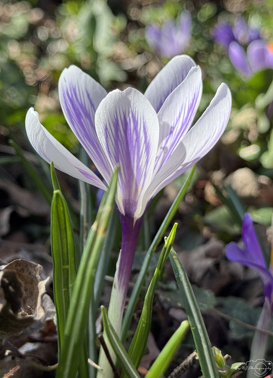 Flower_232