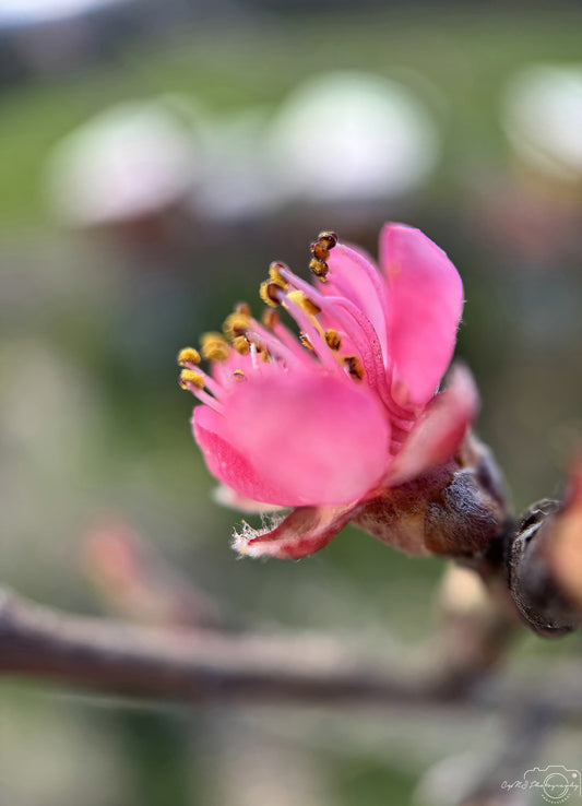 Flower_233