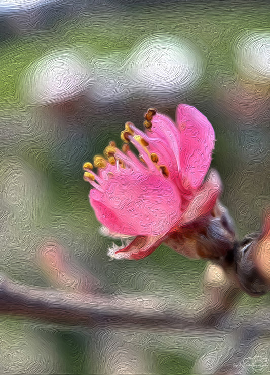 Digital Oil Painting - Superb Flower V233