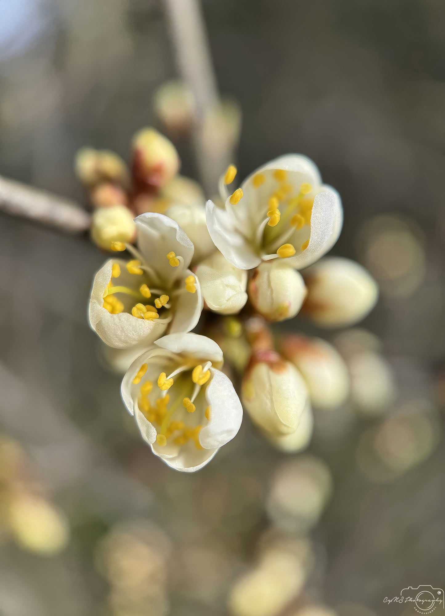 Flower_234