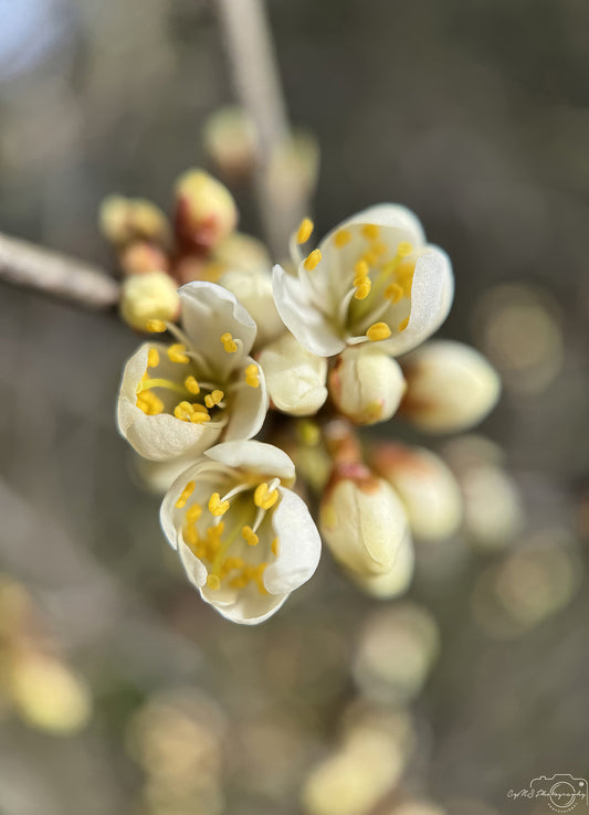 Flower_234