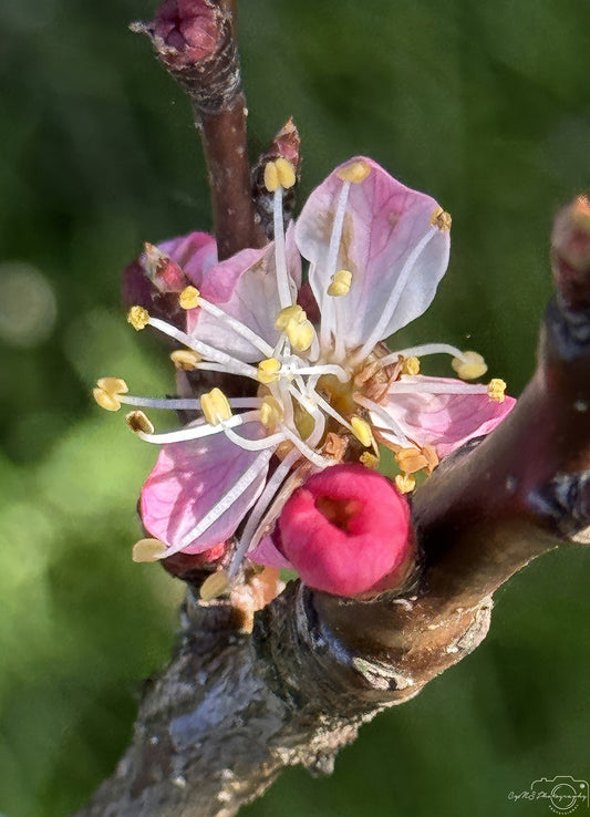 Flower_235