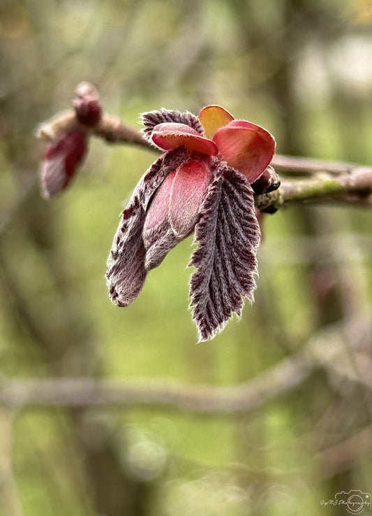 Flower_236