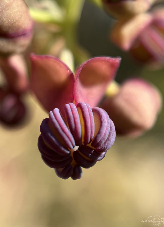 Flower_237
