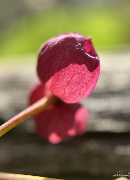 Flower_238