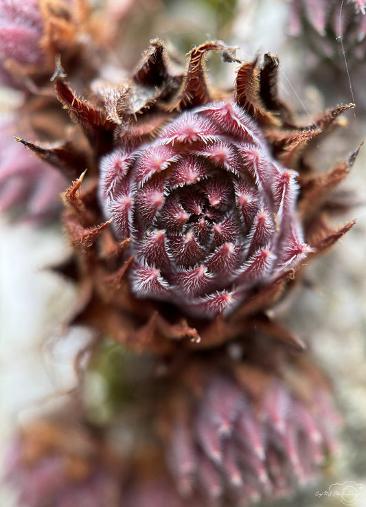 Flower_239