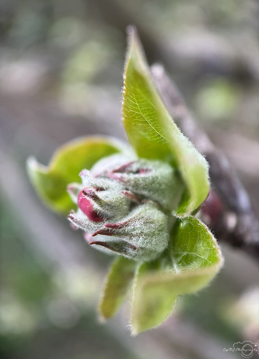 Flower_240