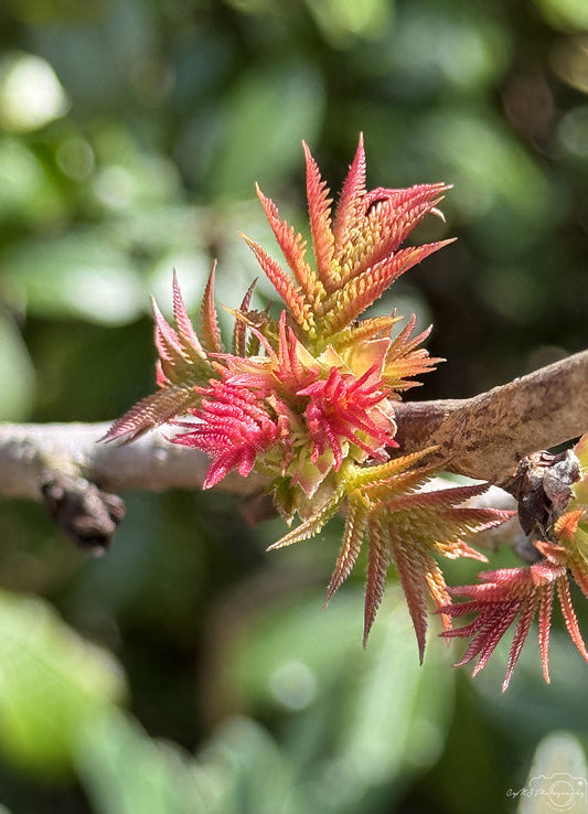 Flower_241