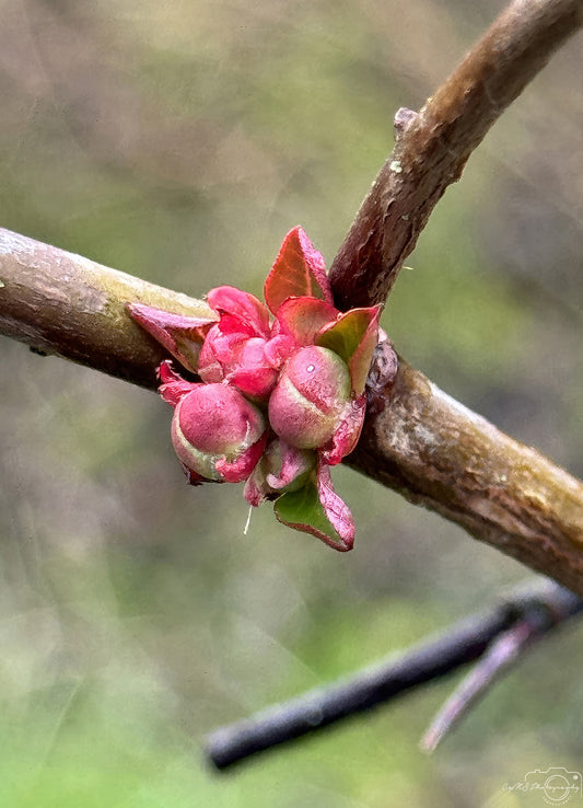 Flower_242