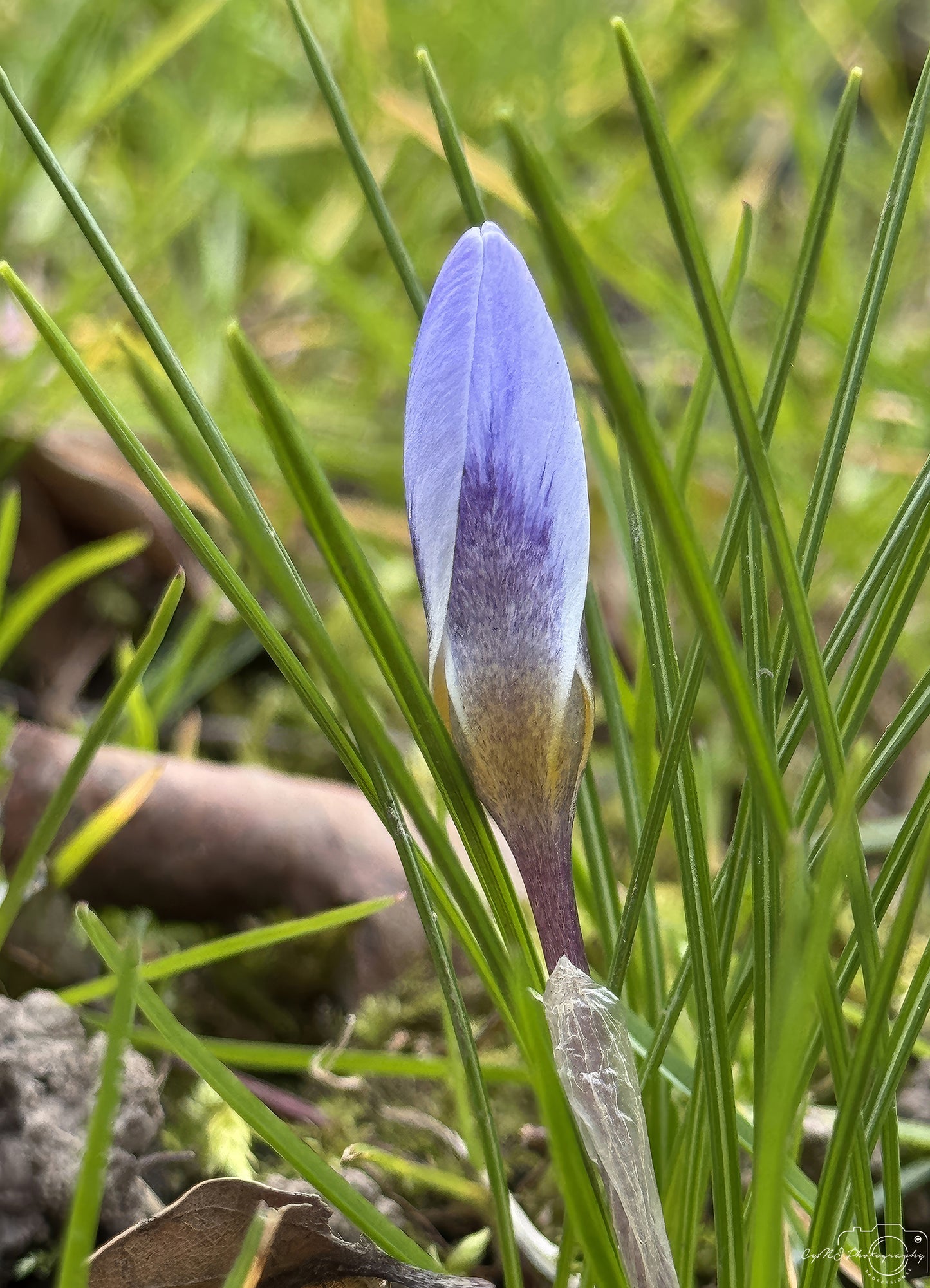 Flower_243