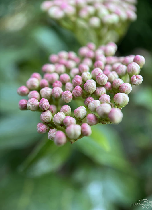 Flower_244