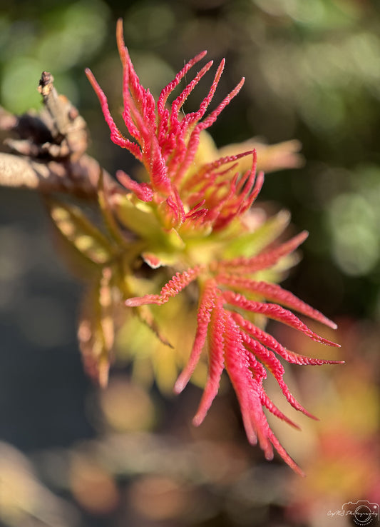 Flower_245