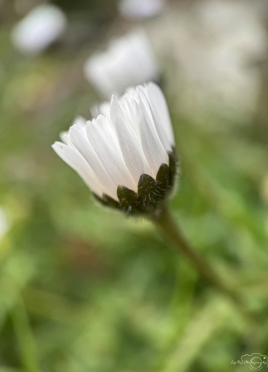 Flower_247
