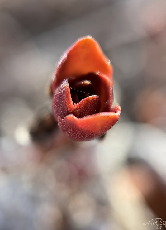 Flower_248