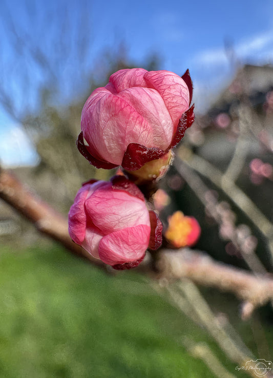 Flower_249