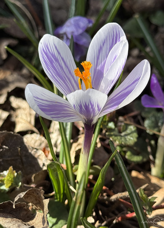 Flower_250