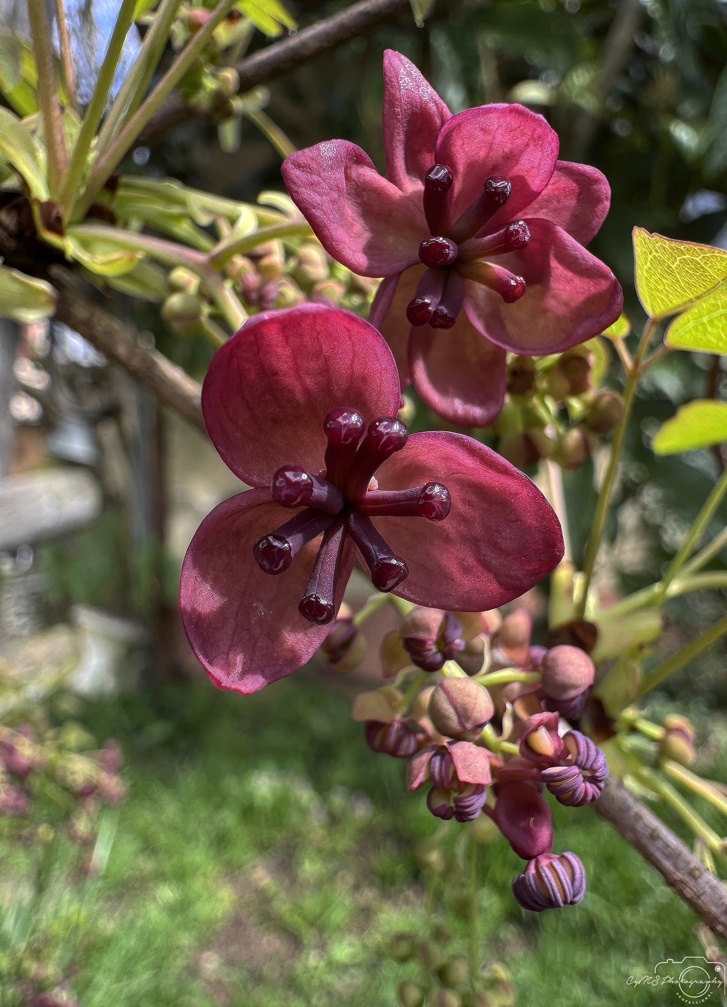 Flower_251