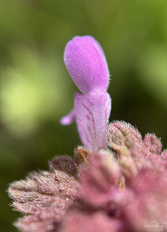 Flower_252