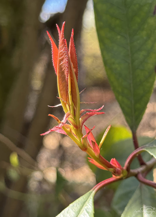 Flower_253