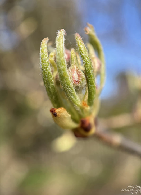 Flower_254