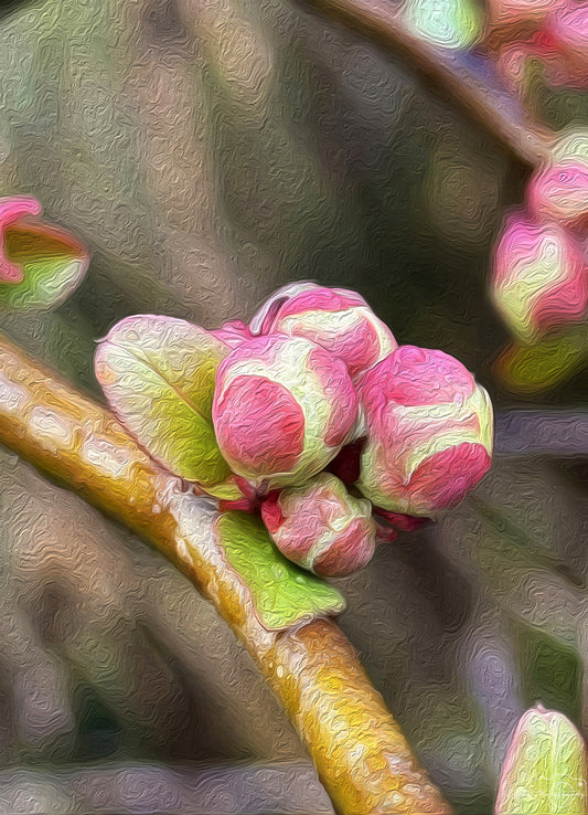 Digital Oil Painting - Superb Flower V255