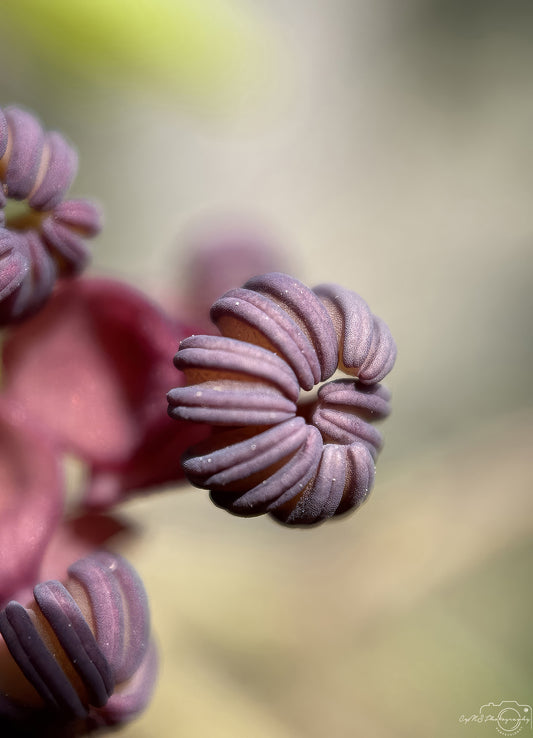 Flower_256