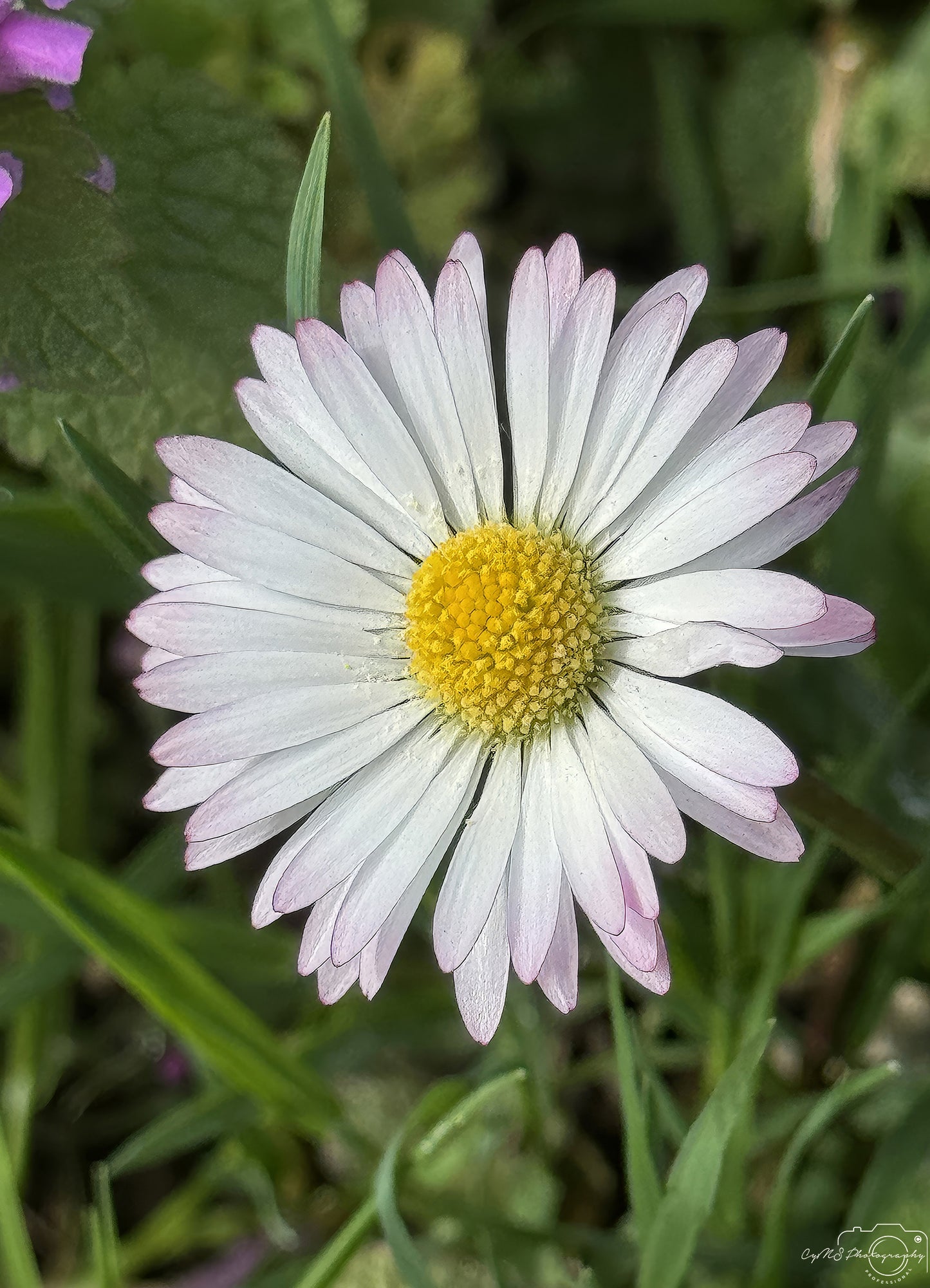 Blume_257