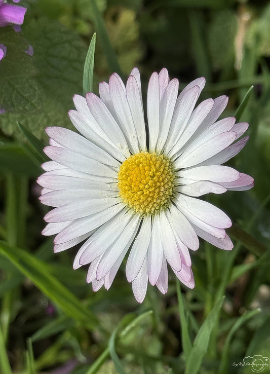 Flower_257