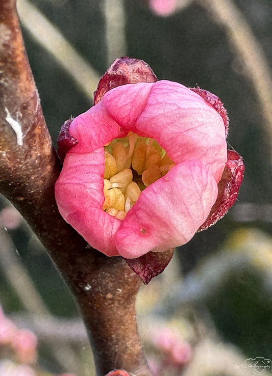 Flower_258
