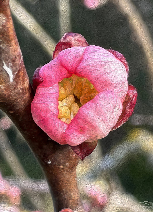 Digital Oil Painting - Superb Flower V258