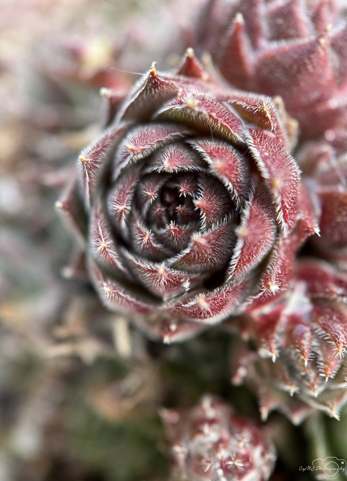 Fleur_259