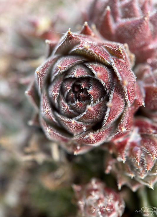 Flower_259