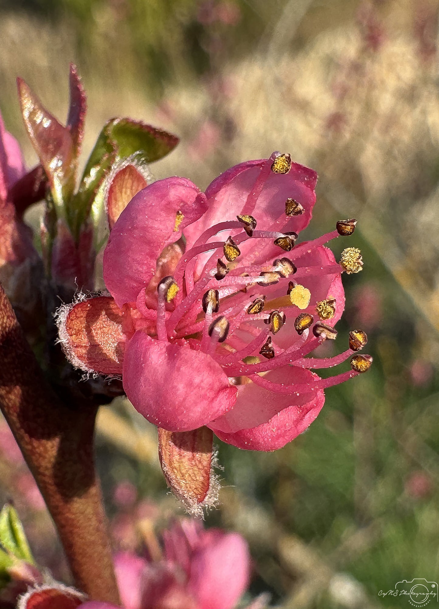 Flower_260
