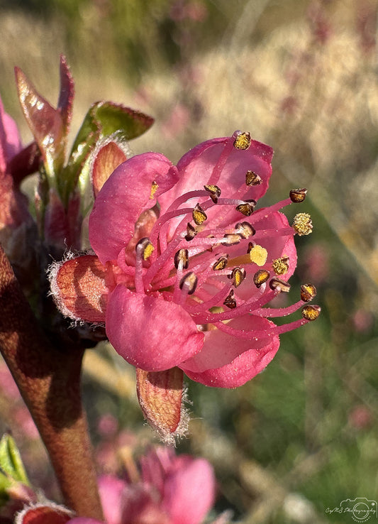 Flower_260