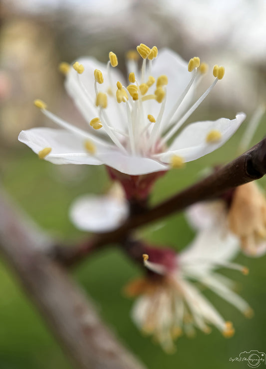 Flower_262