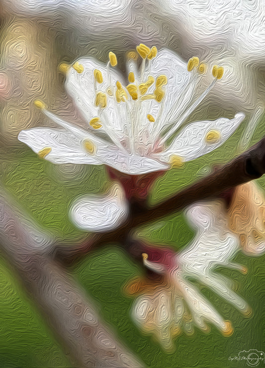 Digital Oil Painting - Superb Flower V262